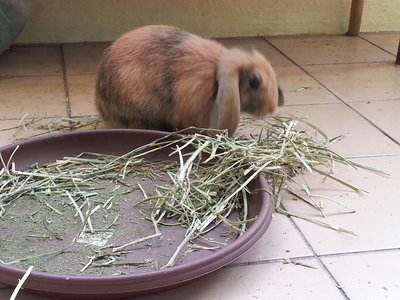 Chocolate And Milo - Holland Lop Rabbit