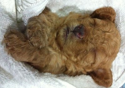 Toy Poodle (3 Female) - Poodle Dog