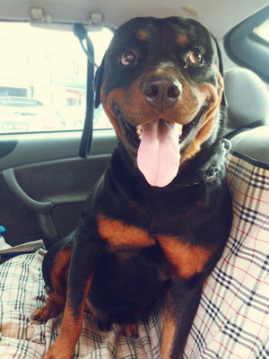 Maxi - Rottweiler Dog