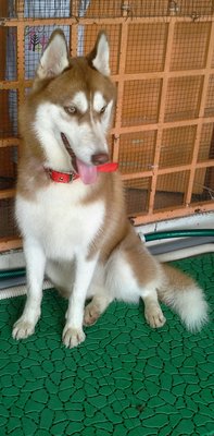 Accer  - Siberian Husky Dog