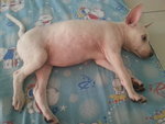 Easter (Piglet)  - Mixed Breed Dog