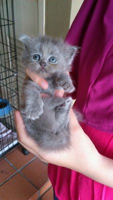 Grey - Domestic Medium Hair Cat