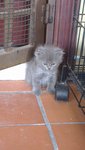 Grey - Domestic Medium Hair Cat