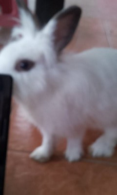 Cuddle - Angora Rabbit Rabbit