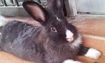 Binky - Angora Rabbit Rabbit