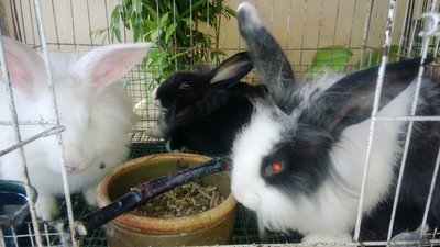 Rabbit Cutie - Flemish Giant Rabbit