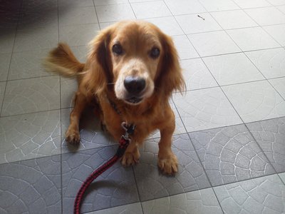 Oldiee - Cocker Spaniel Dog