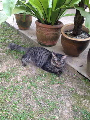 PF43154 - Maine Coon + Domestic Long Hair Cat