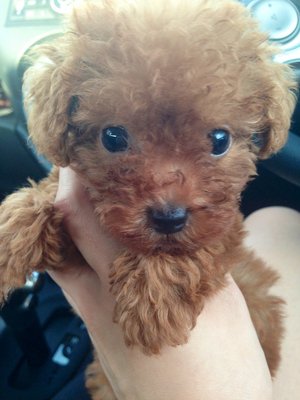 Tiny/toy Poodle Red/brown Color  - Poodle Dog