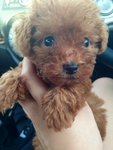 Tiny/toy Poodle Red/brown Color  - Poodle Dog