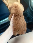 Tiny/toy Poodle Red/brown Color  - Poodle Dog