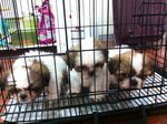 Cutie Shih Tzu Ready For Home - Shih Tzu Dog