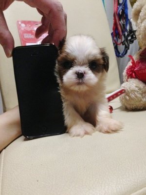 Teacup Shih Tzu Female - Shih Tzu Dog