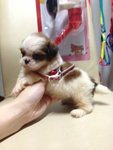 Teacup Shih Tzu Female - Shih Tzu Dog