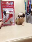 Teacup Shih Tzu Female - Shih Tzu Dog