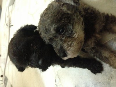 Schnauzer Puppies - Schnauzer Dog