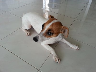 Max - Jack Russell Terrier Dog