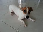 Max - Jack Russell Terrier Dog