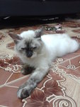 Miu - Siamese Cat