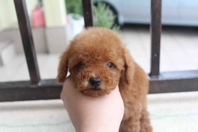 Red Tiny Poodle Puppy With Mka Cert - Poodle Dog