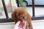 Red Tiny Poodle Puppy With Mka Cert - Poodle Dog