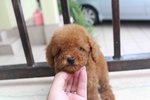 Red Tiny Poodle Puppy With Mka Cert - Poodle Dog