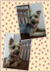 PF43213 - Silky Terrier Dog