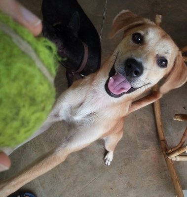 Baby - Mixed Breed Dog