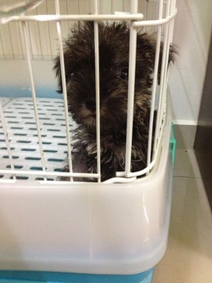 Tiny Schnauzer Puppy - Schnauzer Dog