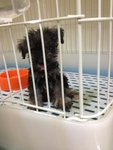 Tiny Schnauzer Puppy - Schnauzer Dog