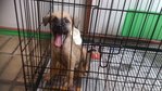 Bambi - Mixed Breed Dog