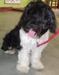 Benji 2th - Portuguese Water Dog Dog