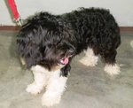 Benji 2th - Portuguese Water Dog Dog