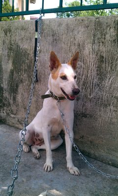 Jacqi - Mixed Breed Dog