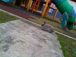 Brought Tommy to playground with his leash