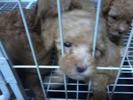 Urgent Sale Poodle - Poodle Dog