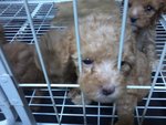 Urgent Sale Poodle - Poodle Dog