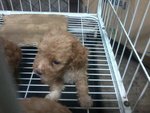 Urgent Sale Poodle - Poodle Dog