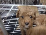 Urgent Sale Poodle - Poodle Dog