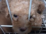 Urgent Sale Poodle - Poodle Dog