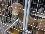 Urgent Sale Poodle - Poodle Dog