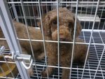 Urgent Sale Poodle - Poodle Dog