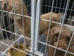 Urgent Sale Poodle - Poodle Dog