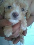 Urgent Sale Poodle - Poodle Dog