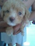 Urgent Sale Poodle - Poodle Dog