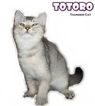 Totoro (Silver Shaded) - British Shorthair Cat