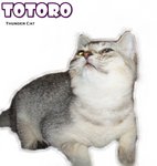 Totoro (Silver Shaded) - British Shorthair Cat