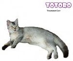 Totoro (Silver Shaded) - British Shorthair Cat