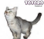 Totoro (Silver Shaded) - British Shorthair Cat