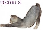 Kenshiro (Silver Shaded White) - Scottish Fold + British Shorthair Cat